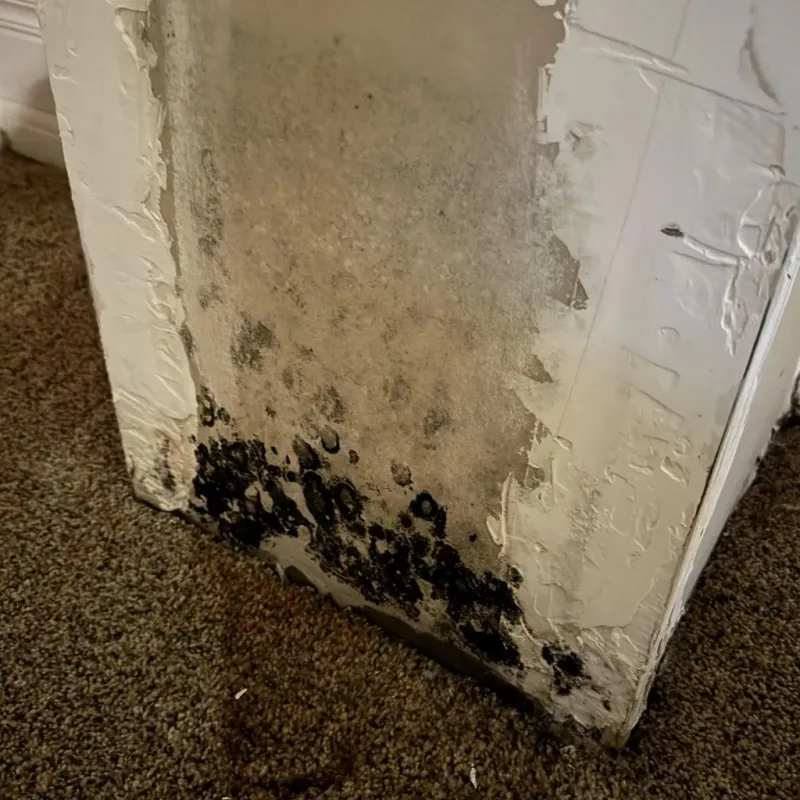Professional Mold Removal in Worcester County, MA